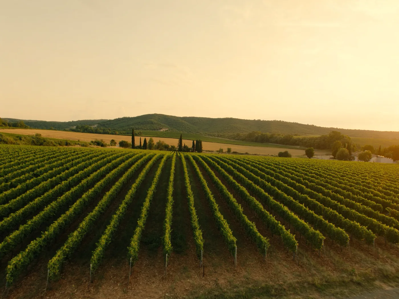 Illustration&nbsp;: rang&eacute;es de vignes &agrave; l'heure dor&eacute;e, collines et cypr&egrave;s du Sud-Ouest